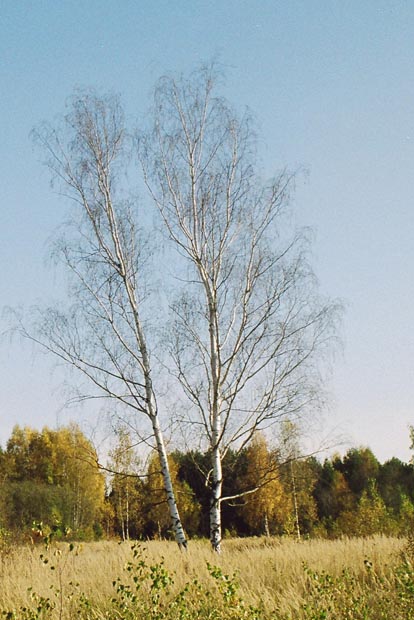 birch