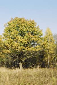 oak_and_birch