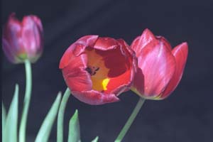 flowers_tulips_9610