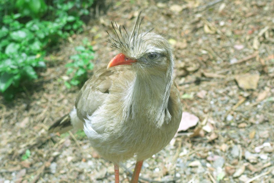 selvo_unknown_bird_907