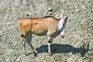 selvo_spiral-horned_antelope_1107