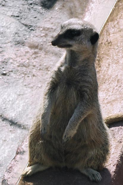 suricata