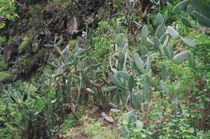prickly_pear1