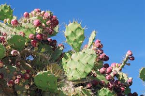 prickly_pear2