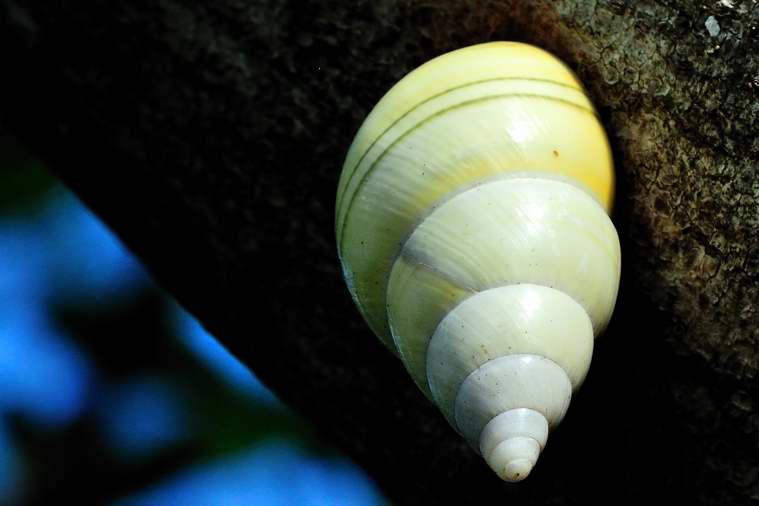 snail