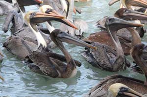pelicans_1