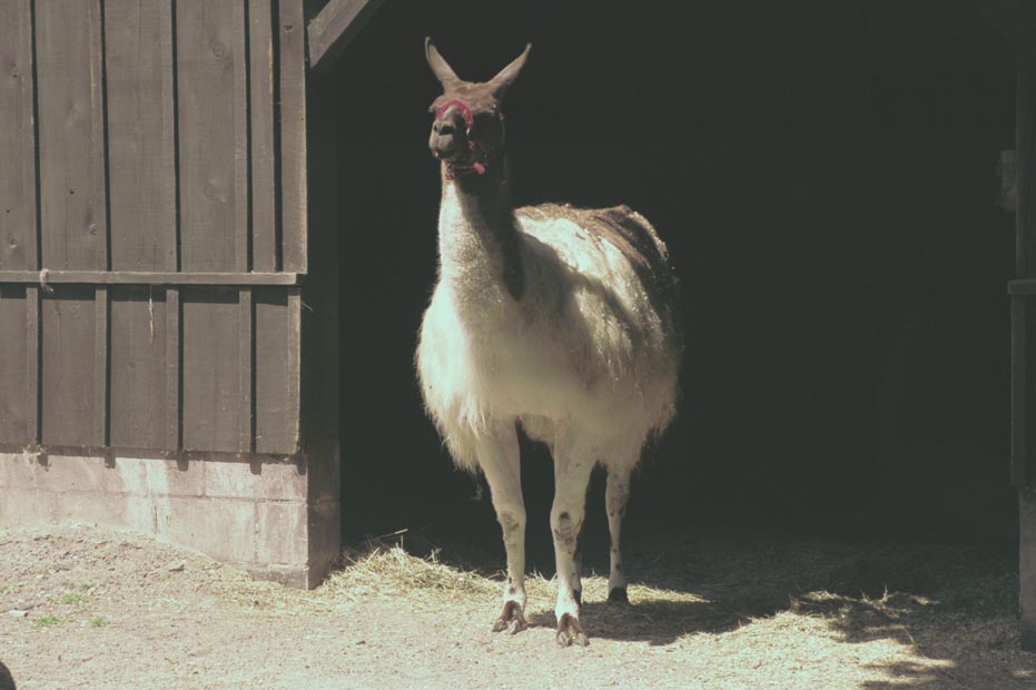 llama