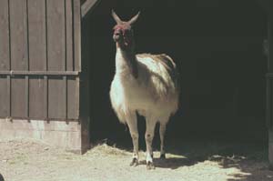 llama